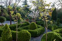 View through young trees to crisply manicured Buxus - Box - parterre with mop head topiary and small Prunus - Cherry - trees in blossom