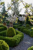 View through gravel path of crisply manicured Buxus - Box - parterre with mop head topiary and small Prunus - Cherry - trees in blossom
