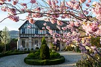 View under Prunus - Ornamental Cherry - blossom of circular drive with knot garden and half-timbered house, white blossom to one side