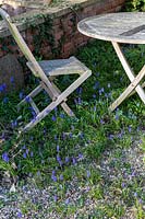 Muscari armeniacum - Grape Hyacinth spreading in gravel terrace, view near wooden table and chair