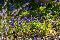 Muscari armeniacum - Grape Hyacinth 
