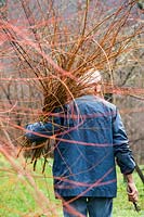 Man carrying a bundle of cut Salix - Willow - branches 