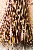 Close up of a bundle of bare stems, including Salix - Willow
