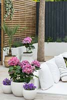 Pale pots planted with Hydrangea and Campanula decorate seating area in modern garden. 