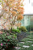 Narrow modern garden, with border of Rhododendrun indicum, Camellia, Acer palmatum, fern and Ophiopogon planiscapus 'Nigrescens'. 