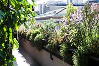 View along edge of a roof garden with sturdy planters attached to wall and filled with evergreen shrubs and perennials, view of buildings beyond 