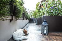 View along tiled floor of roof terrace showing sturdy attachments for wall planters, sleeping dog, lanterns and floor planters with trellis and Clematis 'Perle d'azur'