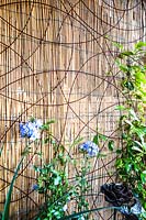 Plumbago growing up metal plant support.