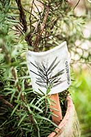 Ceramic plant label in a pot of Rosemary