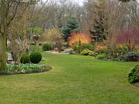 View over lawn to mixed beds with various topiary, conifers and the firey red stems of Cornus sanguinea - Dogwood