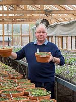 Nurseryman in greenhouse holding up pots with seedling Hepatica