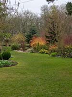 View across lawn to mixed bed with conifers and the firey red stems of Cornus sanguinea - Dogwood