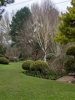 Globe standard topiary bushes with the Betula - Silver Birch  - in the bed surrounded by lawn 