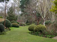 View over lawn with beds of globe and domed topiary bushes with the Betula - Silver Birch 
