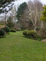 View along lawn with eye drawn through garden by domes and globe topiary with Betula - Silver Birch - and conifers