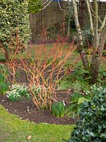 The red sems of Cornus - Dogwood - in a bed with Galanthus - Snowdrop - bulb foliage and ferns 