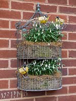Galanthus - Snowdrop - with metal birds used as a decoration in a wall mounted planter on a brick wall 