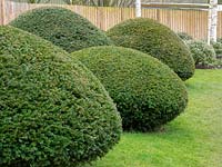 Globe topiary bushes add depth and interest in lawn
