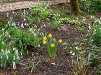 Early Narcissus - Daffodil - amongst the Galanthus - Snowdrop