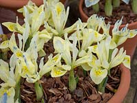Iris reticulata 'Katherine's Gold'