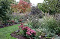 Hylotelephium 'Herbstfreude' at front of mixed beds 