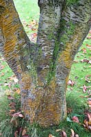 Prunus sargentii, divided trunk with algae and lichen