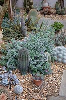 Arid House with gravel beds with cacti and succulents 
