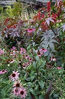 Ricinis - Caster Oil Plant - and Echinacea