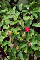 Cornus 'Norman Hadden' - Dogwood - ripe and unripe fruit