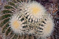 Echinocactus grusonii - Golden barrel cactus