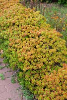 Crassula ovata 'Hummel's Sunset' - Jade plant 