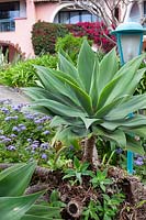 Agave attenuata at The Botanical gardens at Hotel Jardim Splendida, Canico, Madeira