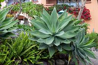 Agave attenuata in a raised bed 