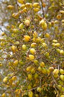 argania spinosa - Argan tree
