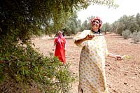 Women collecting of argan fruit from Argan trees in Morocco 