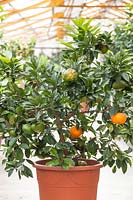 Citrus aurantium 'Bouquetier de nice'
