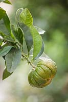 Citrus aurantium 'Bouquetier de nice'