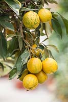 Citrus aurantium 'Foliis Variegatis' - Variegated Bitter Orange