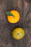 Citrus aurantium 'Bouquetier de Nice' - Bitter Orange - picked fruits 