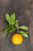 Citrus aurantium - Bitter Orange - picked fruit with foliage
