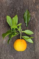 Citrus aurantium - Bitter Orange - picked fruit and foliage