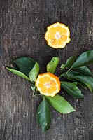 Citrus aurantium 'Canaliculata' - Grooved Bitter Orange - single fruit cut in half with foliage 