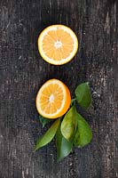 Citrus aurantium 'Frutto Liscio' - Smooth Bitter Orange - picked fruit cut in half with leaves 