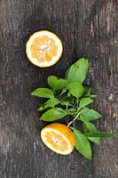 Citrus aurantium - Bitter Orange - picked fruit cut in half with leaves