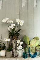 phalaenopsis orchids and Opuntia vulgaris grow in vases, surrounded by ornaments indoors. 