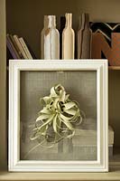 Air plant mounted to frame. 