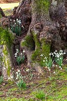 Galanthus 'S. Arnott' - Snowdrop - plants growing at base of an old tree 