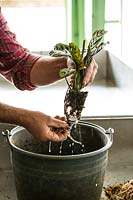 Cleaning the roots of a plant prior to planting