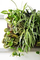Vertical wall-mounted container of variegated houseplants