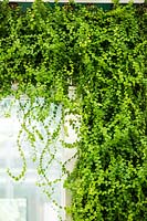 Vertical garden, part of an arch planted with Ficus repans - Evergreen Climbing Fig